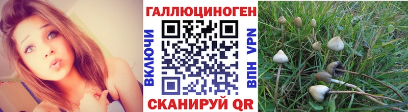 закладка  Волгореченск  Псилоцибиновые грибы прущие грибы 
